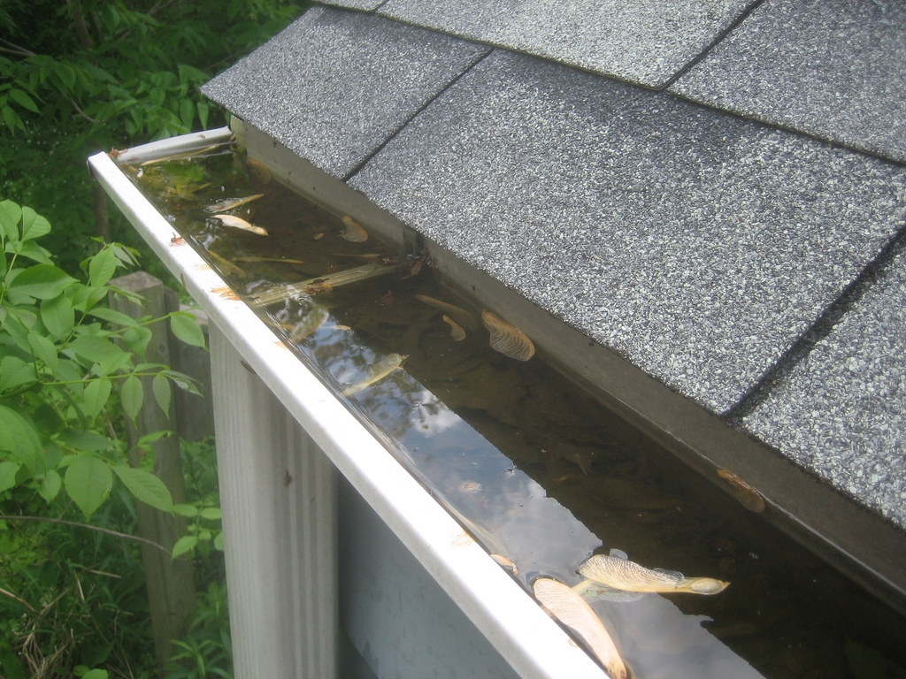 Professional Gutter Cleaning Frampton